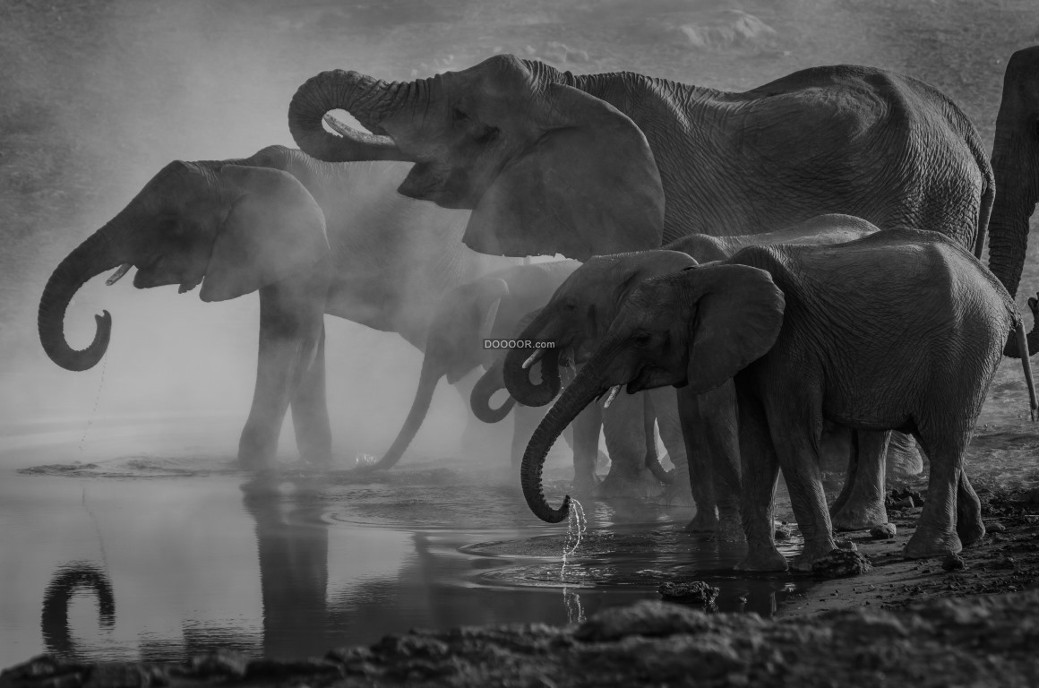 清晨的阳光下一只大象用鼻子驱赶着可爱的小象走进河水里动物素材设计