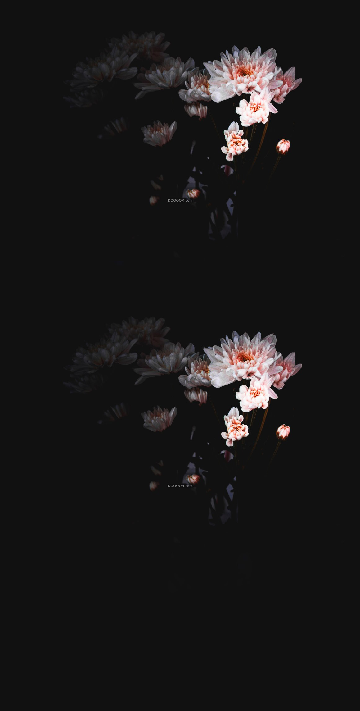 01543_静物素材设计黑色背景下高清拍摄花朵盛开粉色的花瓣娇艳欲滴惹人怜爱.jpg.jpg