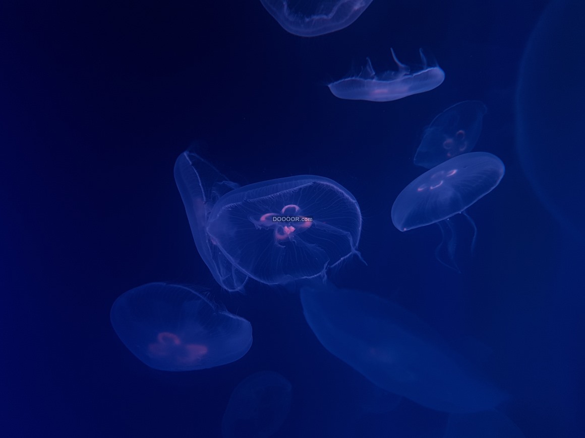蓝色水母群图片-欧莱凯设计网