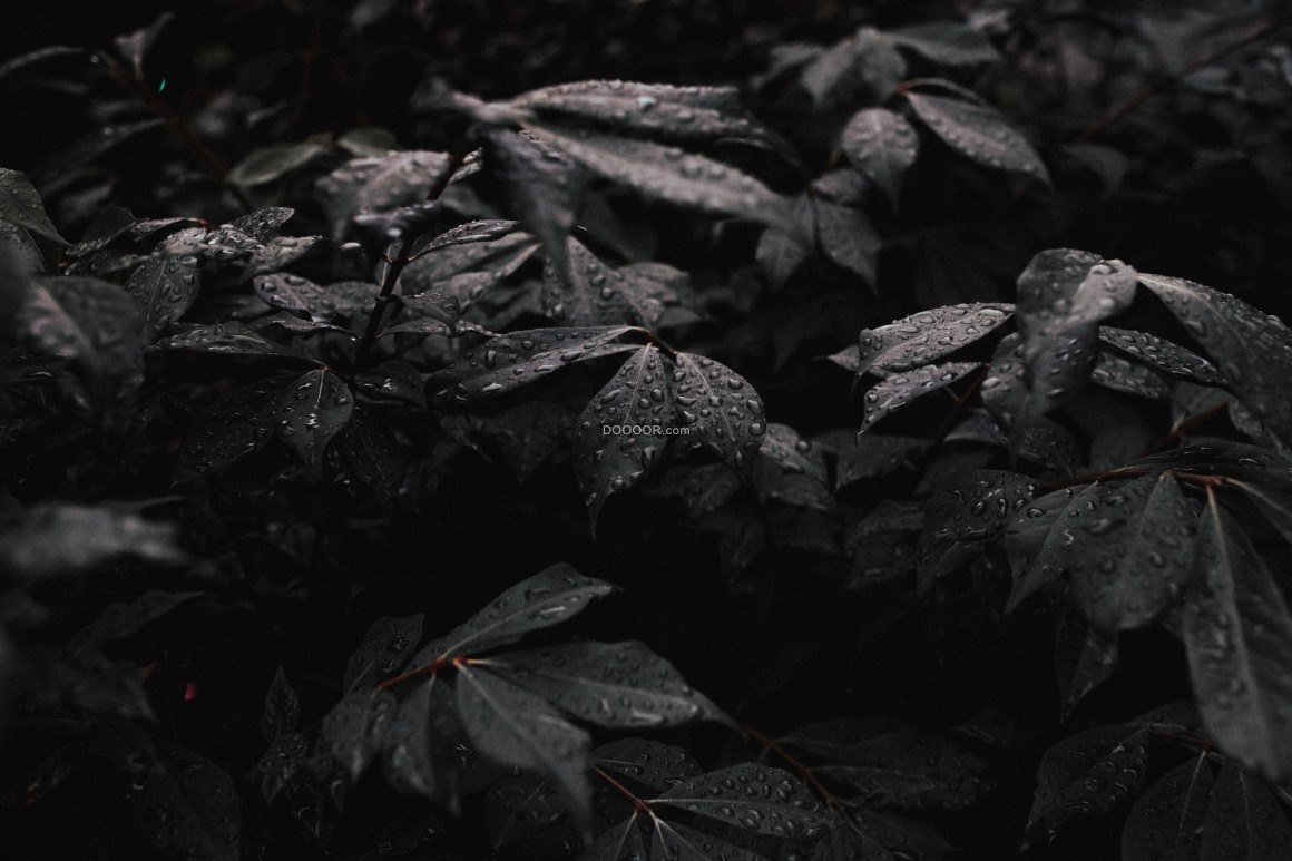 01397_阴雨天雨水滴落在深色的树叶上在叶子留下一颗颗晶莹剔透的小水滴.jpg.jpg