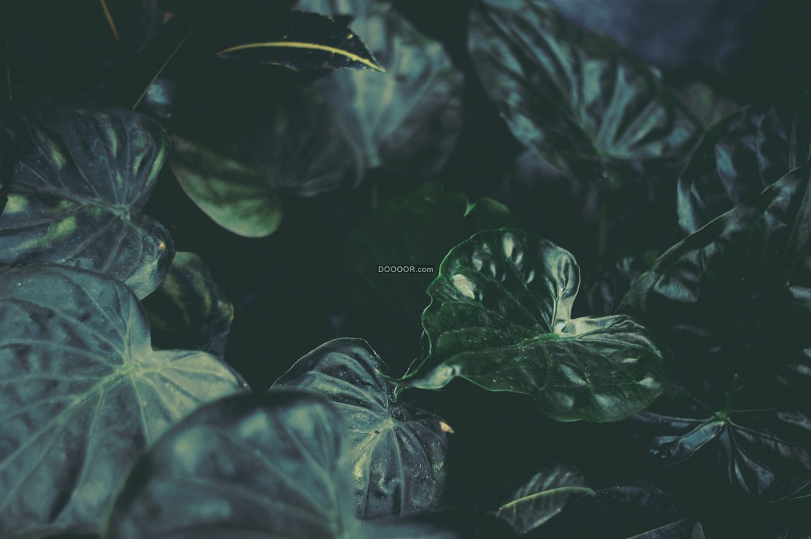 01706_植物摄影素材设计夜晚时分高清镜头下叶子发出油亮的光.jpg