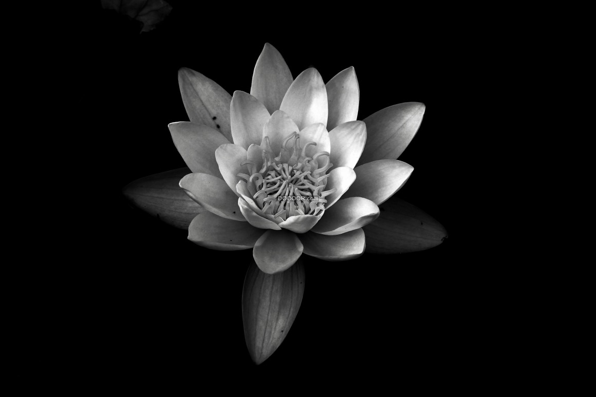 02027_植物素材设计漆黑的背景下一朵白色的莲层层绽放花.jpg