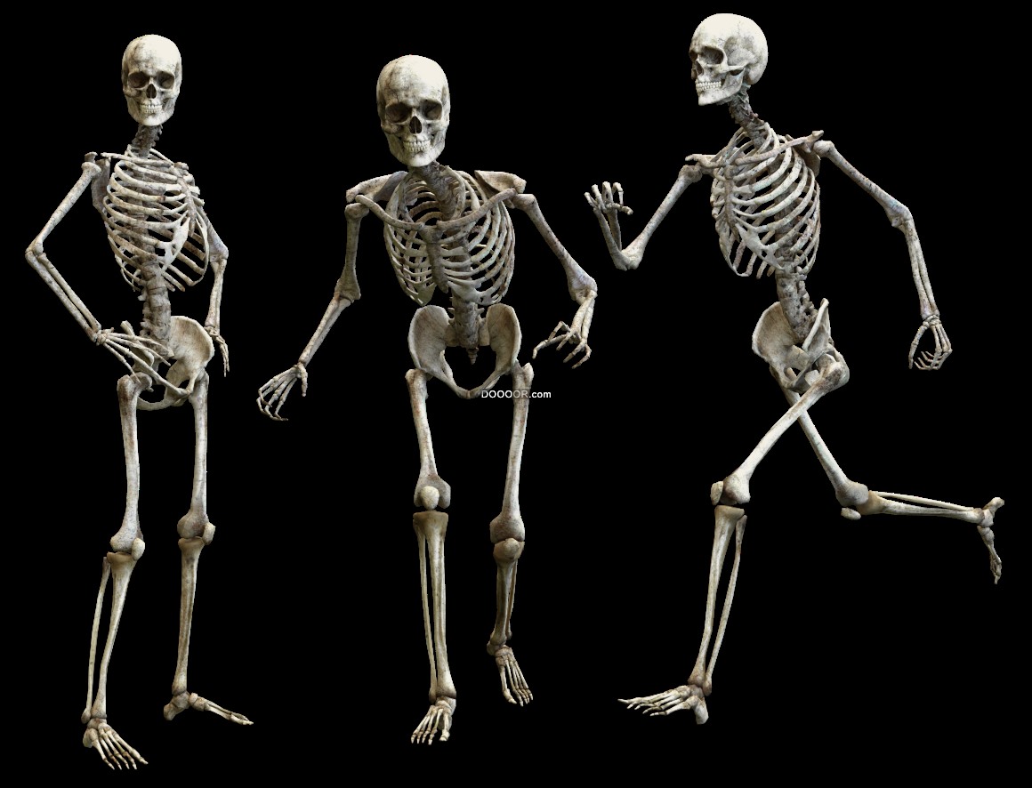 骷髅与身体的图标。人体骨骼正面剪影。孤立在白色背景。矢量图插画图片素材_ID:312125861-Veer图库