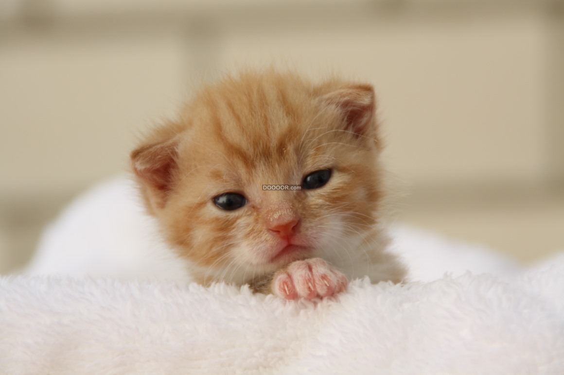 把一只刚出生的小奶猫一直养大是什么感觉？ - 知乎