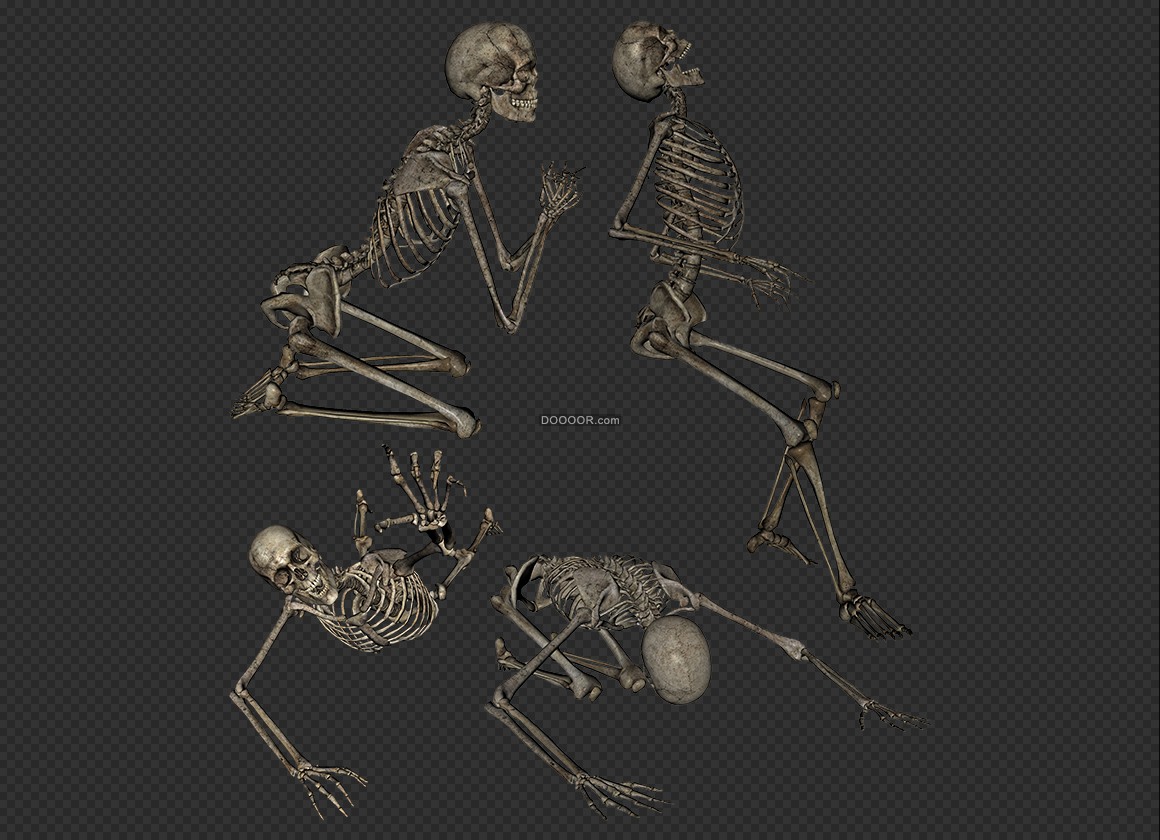 实物医学真实人体骨骼模型 人体骨架头骨骷髅可医用模型-男人模型库-Cinema 4D(.c4d)模型下载-cg模型网