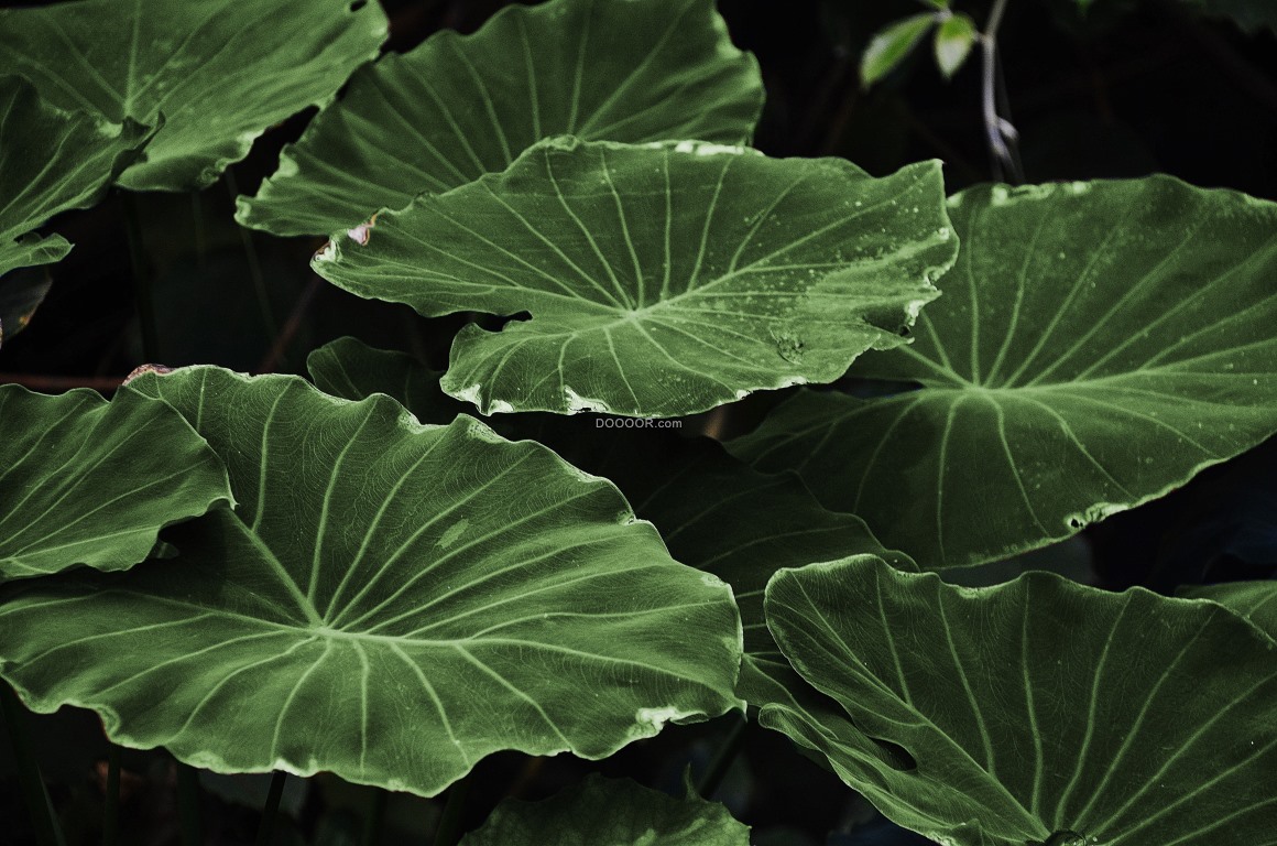 02559_植物素材设计池塘中几片浅绿色硕大的荷叶平铺着上面的纹路清晰可见.jpg.jpg