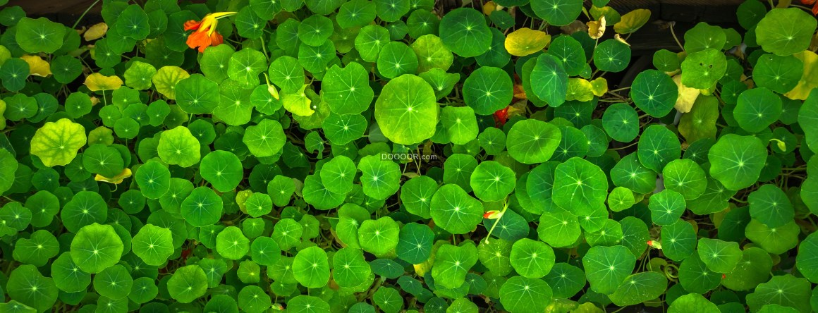 02890_植物素材设计温暖的充满了勃勃的生机阳光照射在嫩绿的叶子上面.jpg.jpg