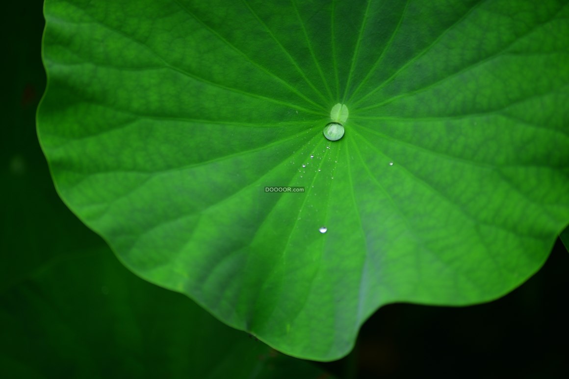 02923_植物素材设计高清镜头下翠绿的荷叶上面有几颗晶莹剔透的小水滴叶子上面的纹路清.jpg