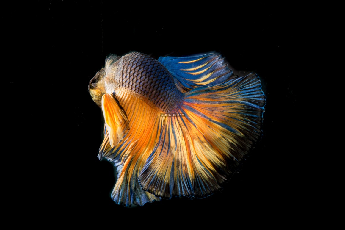 鱼的尾巴在水族馆里 免费图片 - Public Domain Pictures