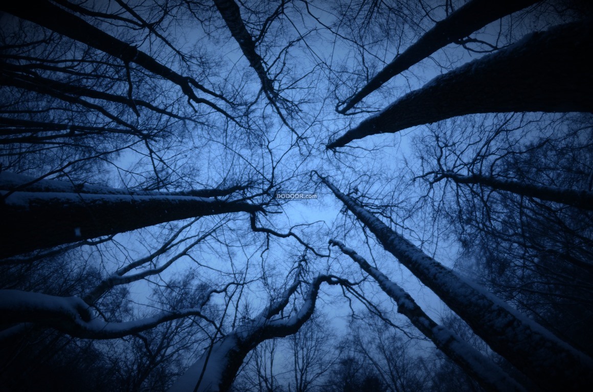03823_寒冷的冬季凌晨光秃秃的树木上面挂着雪花自然风景素材设计.jpg.jpg