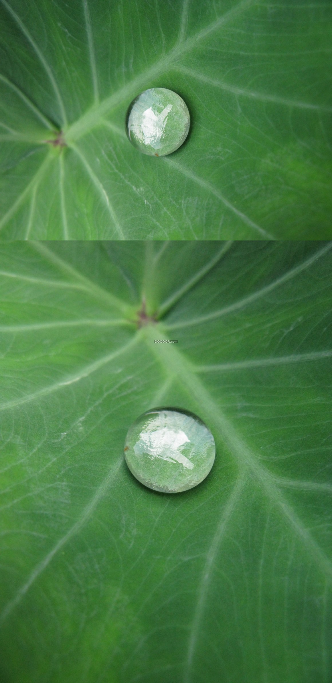 03849_高清拍摄翠绿的荷叶上面一颗晶莹剔透的小水滴自然风景素材设计.jpg.jpg