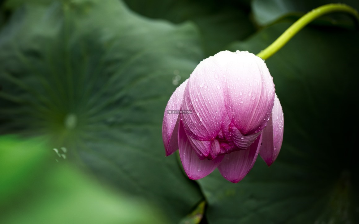 03964_盛夏时节的雨后一株荷花垂着头花瓣上面滴满了晶莹的水珠植物素材设计.jpg.jpg