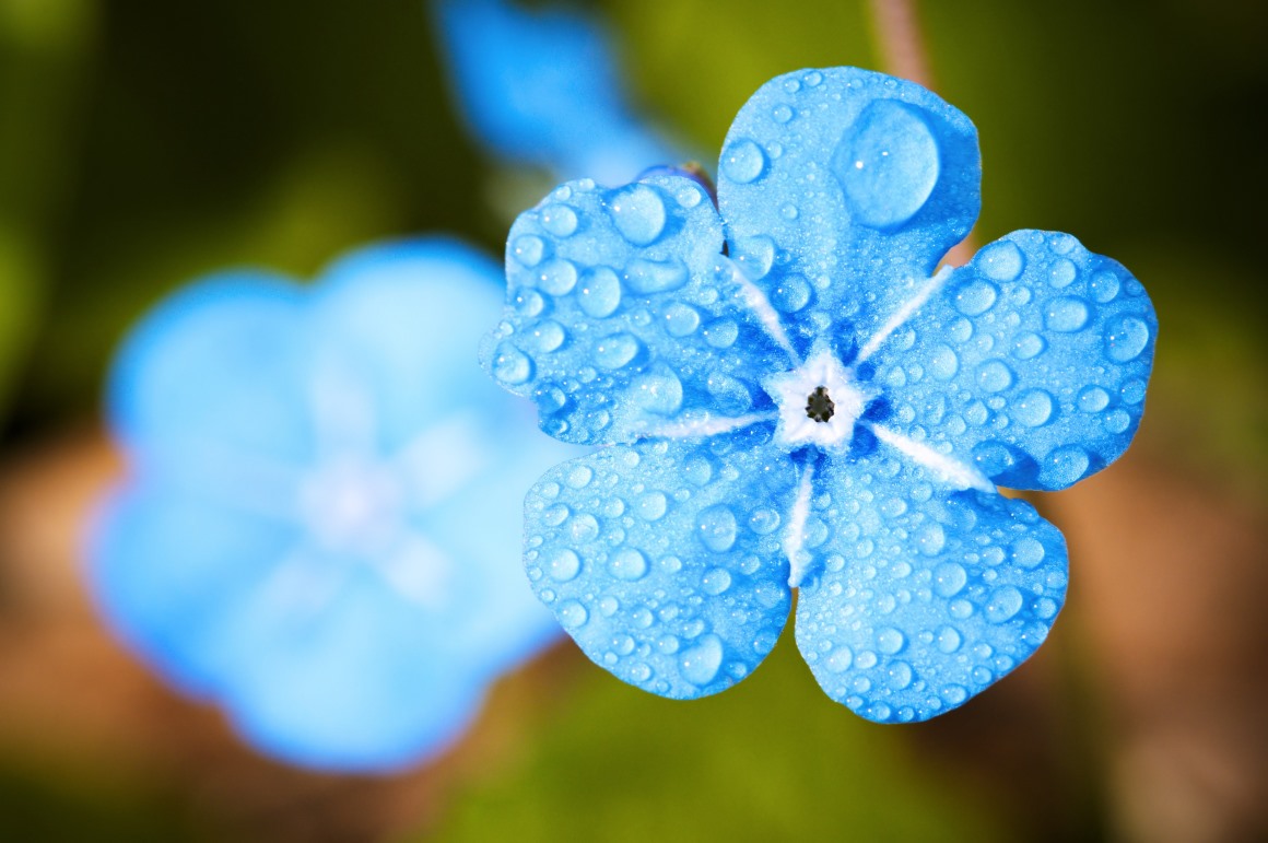 04075_盛夏时节雨水过后一朵蓝色的兰花清新脱俗不染尘埃植物素材设计.jpg.jpg