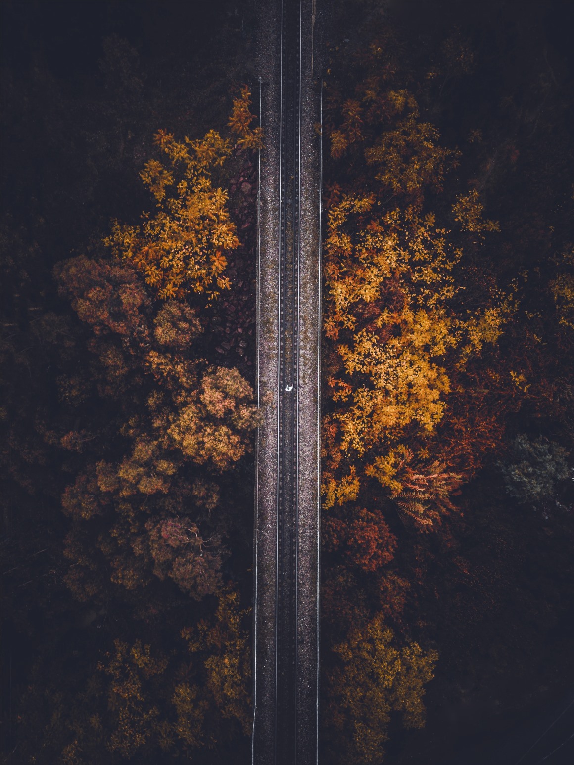 04094_浅秋时节笔直的铁路两旁是黄色的森林景观自然风景素材设计.jpg.jpg