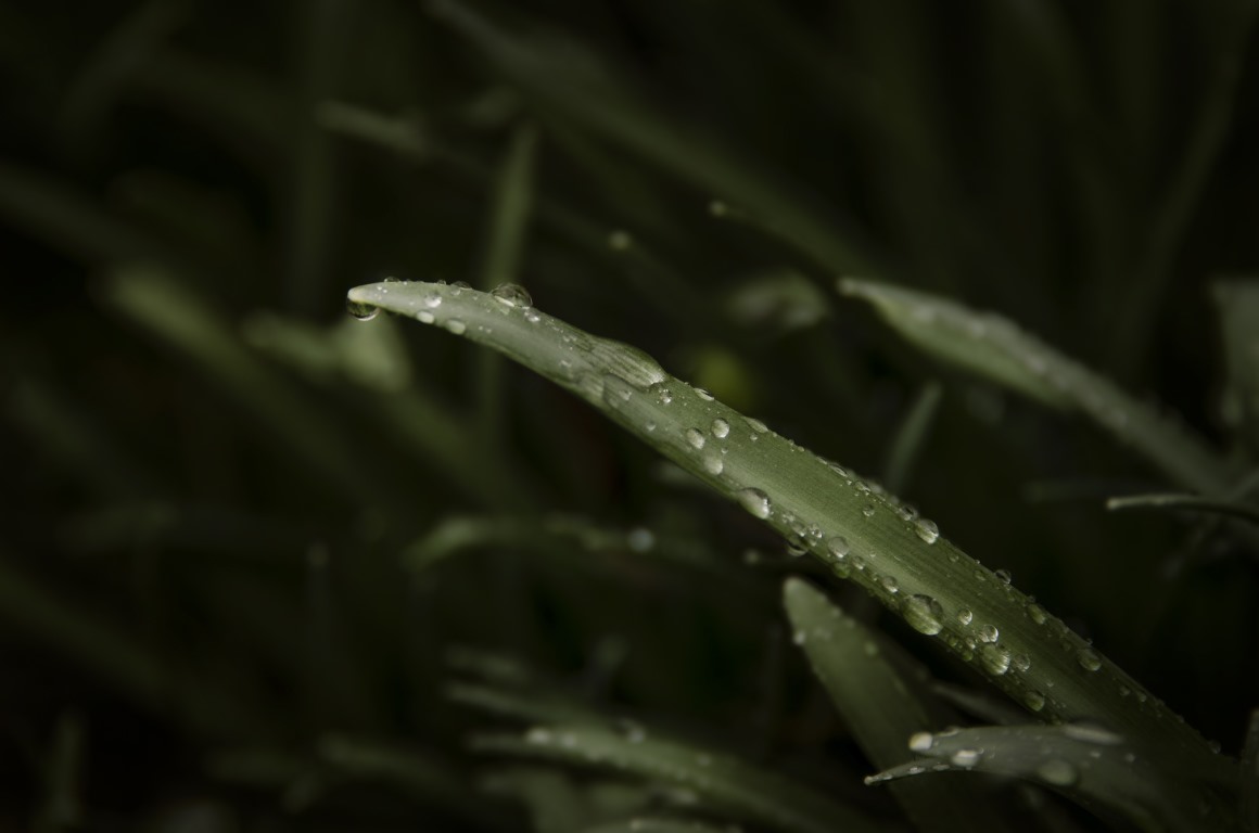 04098_雨后的植物叶片上残存着许多小水滴微风吹佛下摇摇欲坠植物素材设计.jpg.jpg