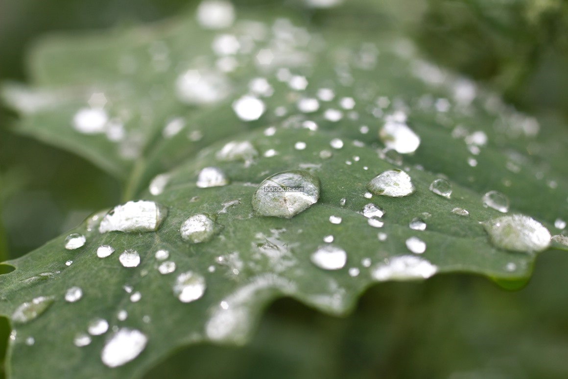 04151_雨水过后宽阔的植物叶面上残存着一滴滴晶莹剔透的小水珠植物素材设计.jpg.jpg