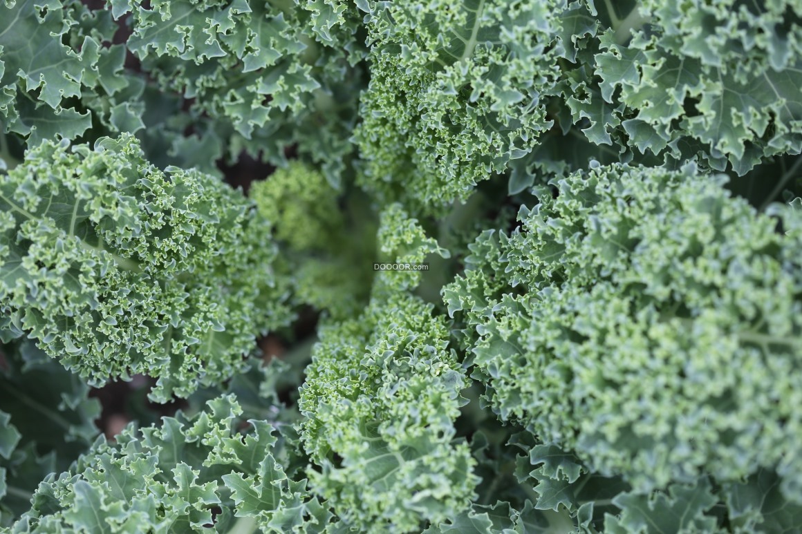 04246_绿色植物的叶子卷起来形成一个个褶皱植物素材设计.jpg