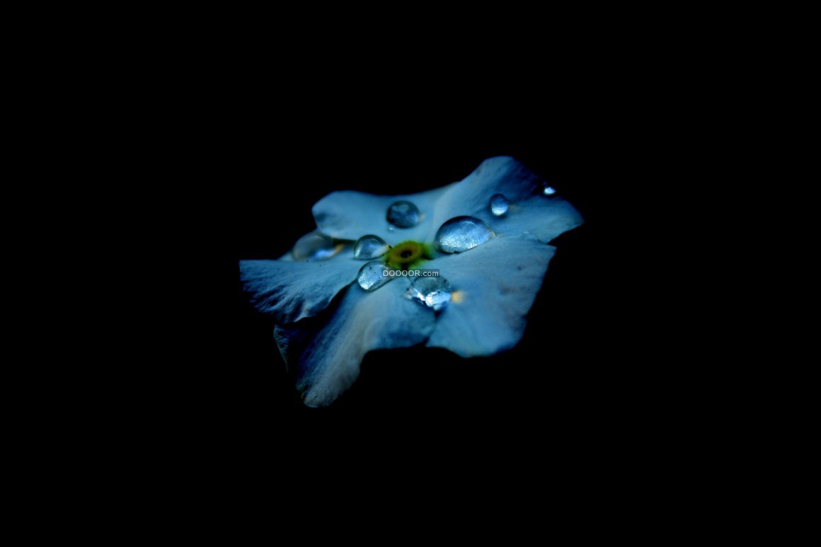04289_一朵蓝色的花瓣上面残存着几滴晶莹剔透的水滴植物素材设计.jpg.jpg