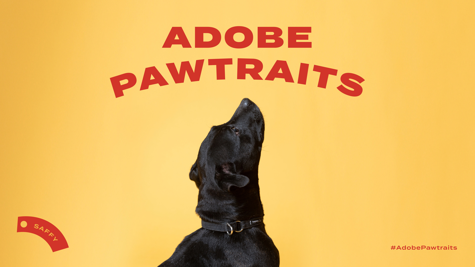 Adobe Pawtraits (18).jpg