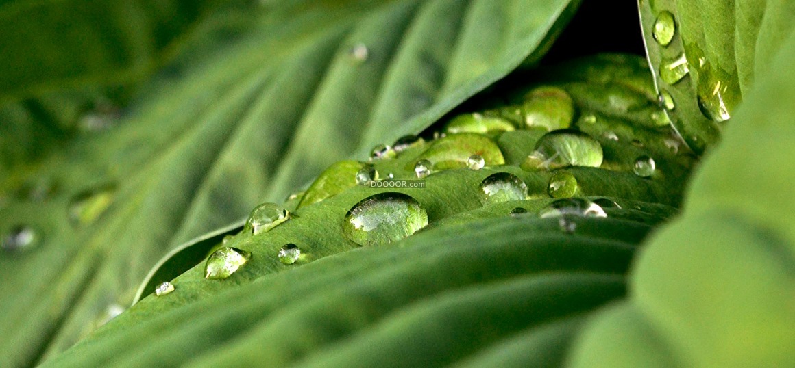 04363_新绿的叶子上面有一颗颗小水滴阳光照在上面十分温暖植物素材设计.jpg.jpg