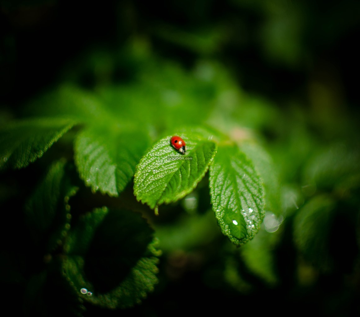 04520_盛夏时节高清特写嫩绿色的植物叶子上面有一只红色的瓢虫植物素材设计.jpg.jpg