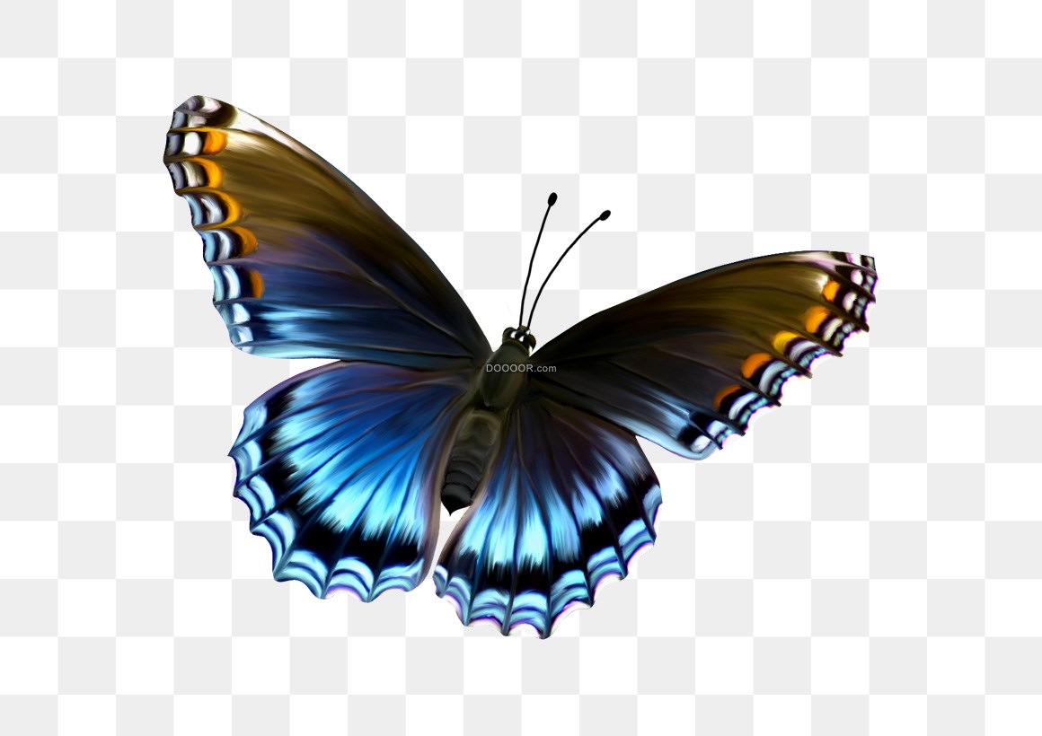 美丽的蝴蝶翅膀|平面|图案|安尽亦沫然 - 原创作品 - 站酷 (ZCOOL)