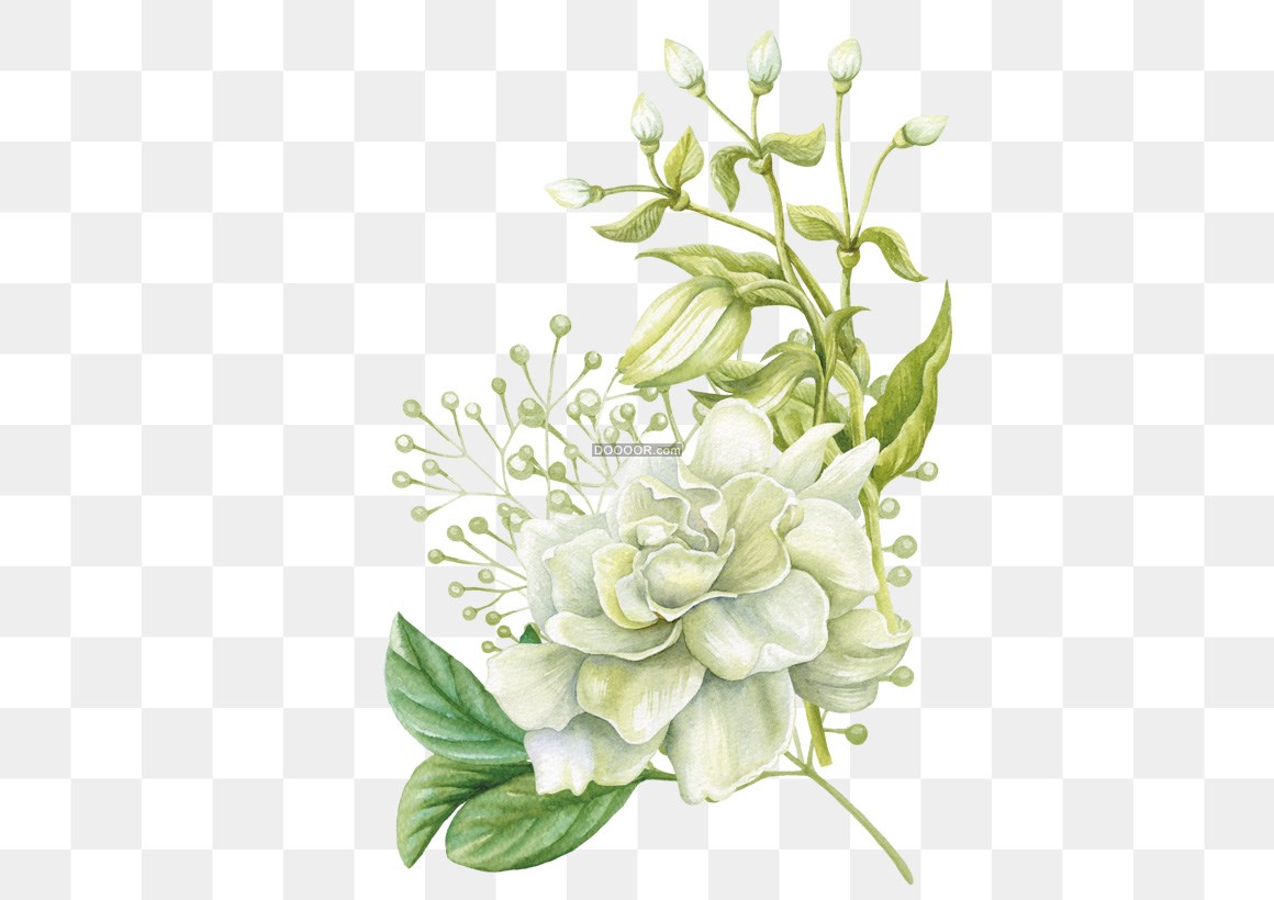 00067_白色的花瓣上面点缀着浅绿色亭亭玉立自然大方.jpg