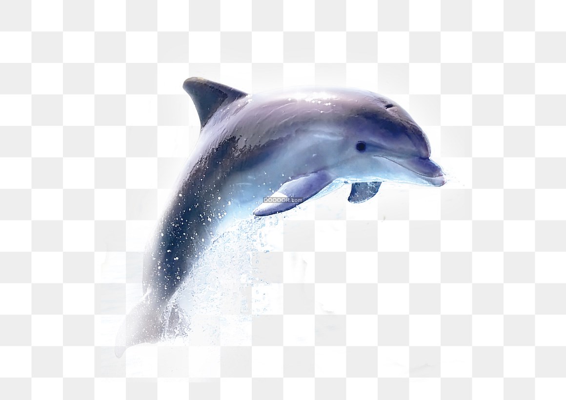 00124_一只可爱的海豚越出水面划过一道优美的弧线.jpg