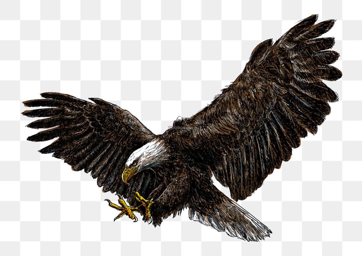 在600万年前没有天敌，翼展7米的阿根廷巨鹰，能叼抓多重的猎物？ - 哔哩哔哩