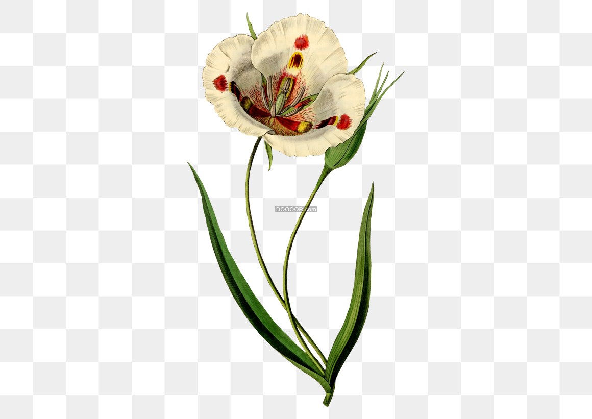 00310_一只白色的花朵花蕊多彩美丽创意PNG素材设计.jpg