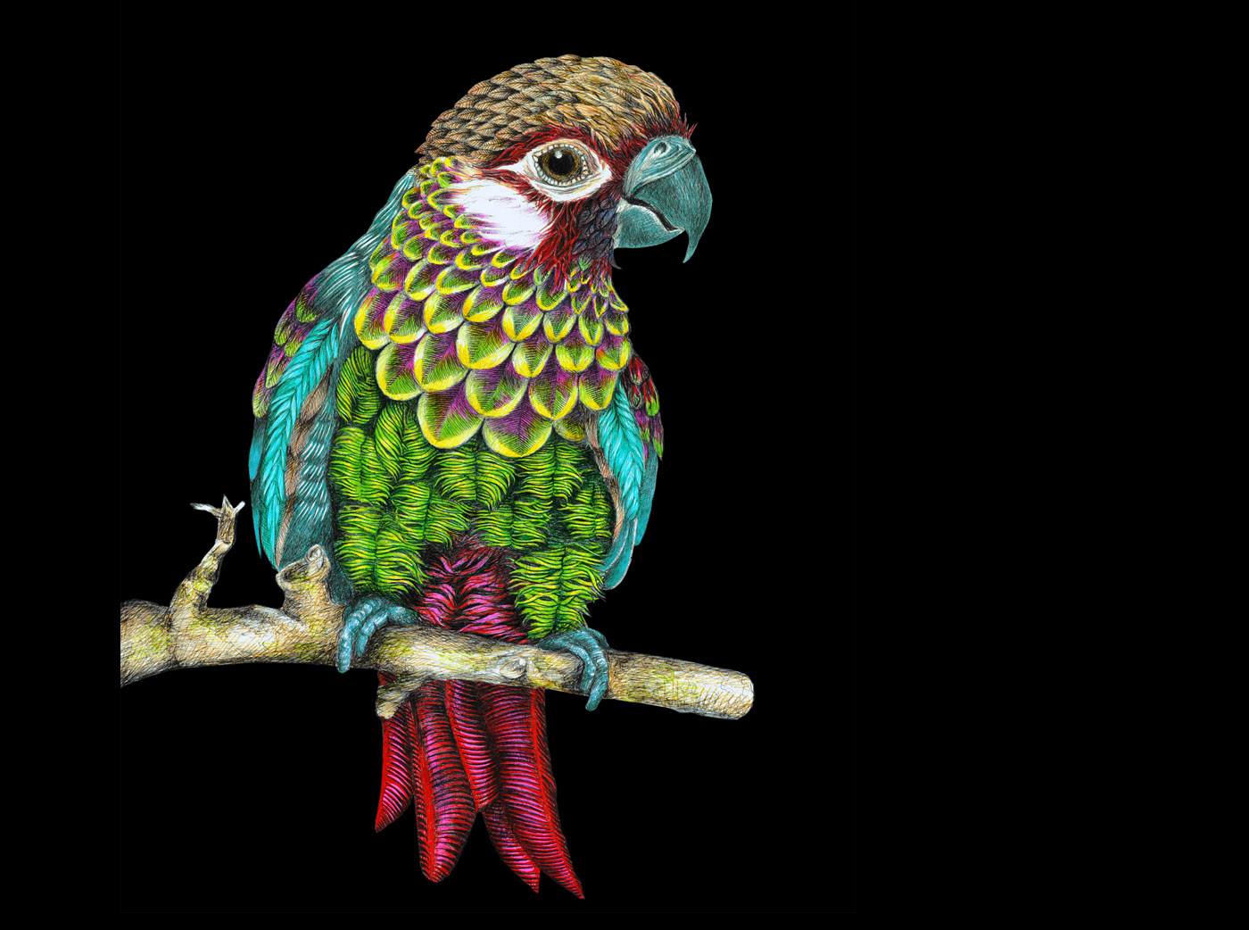 手绘插画-05.jpg
