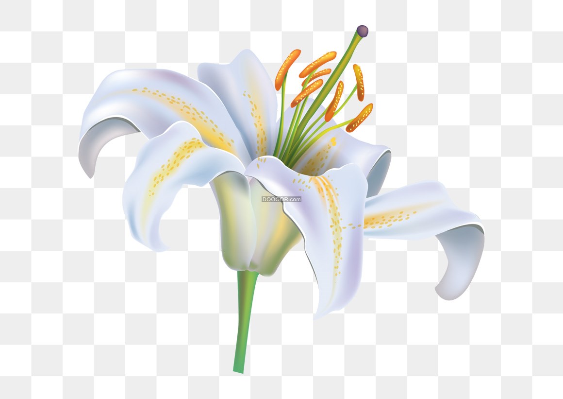 00555_高清特写一只白色的百合花配着白色的花蕊高清PNG素材.jpg