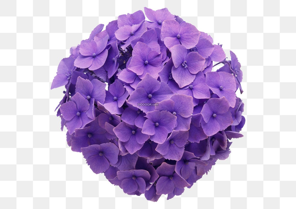00599_紫色的绣球花美丽自然高清PNG素材.jpg