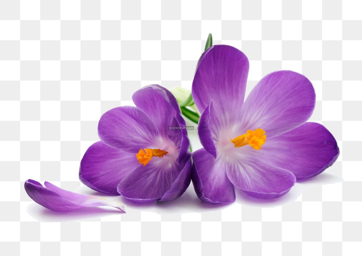 紫色丁香花写真
