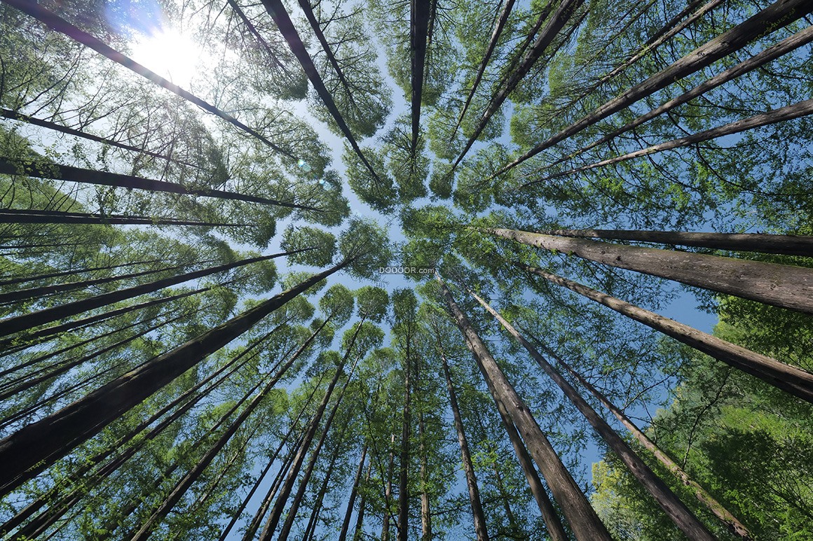 05047_天空晴朗阳光明媚树木笔直青翠植物素材设计.jpg