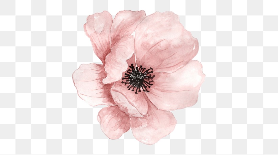 01368_粉色的花朵搭配着黑色的花蕊免抠PNG素材.jpg