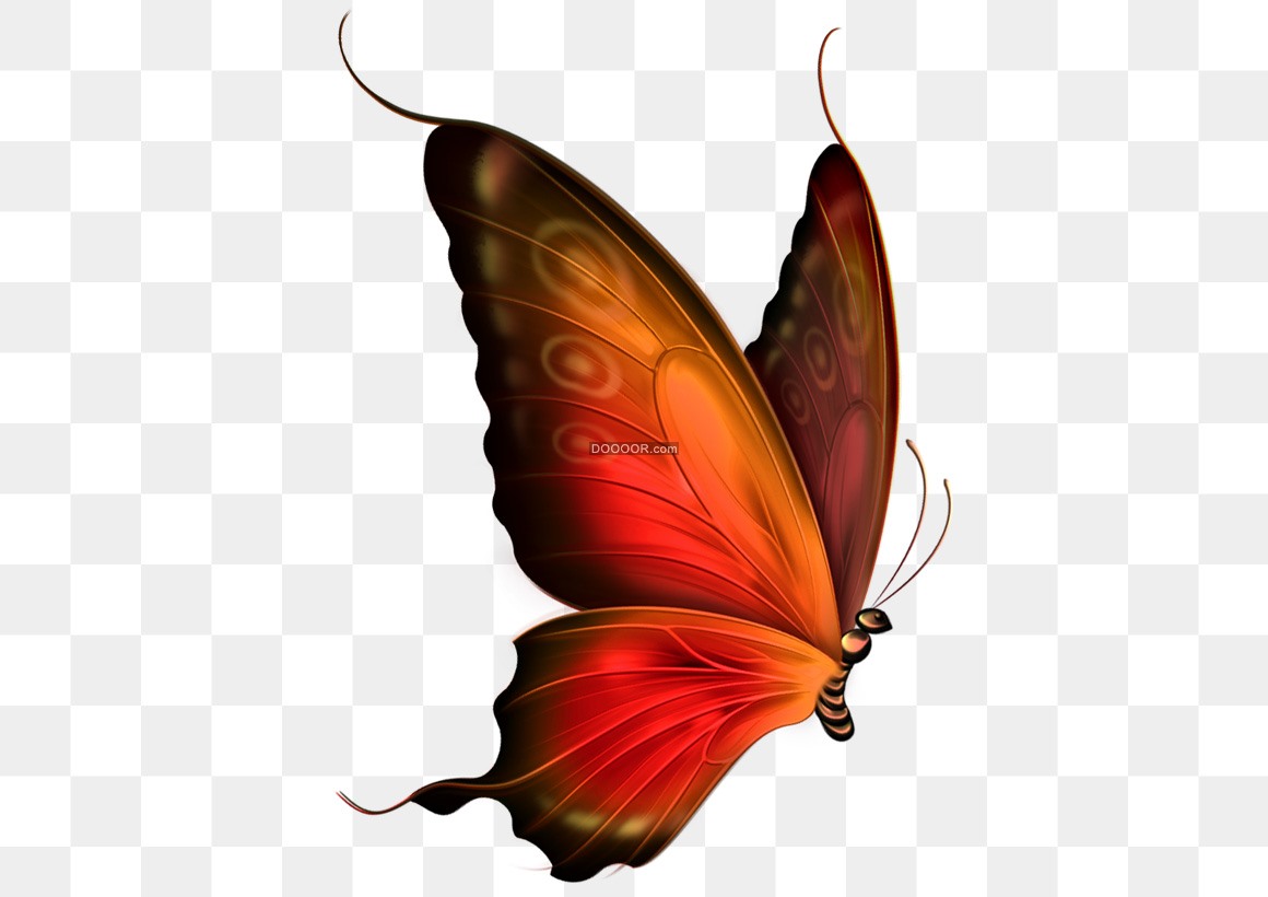 超过 2 张关于“蝴蝶侧面”和“昆虫”的免费图片 - Pixabay