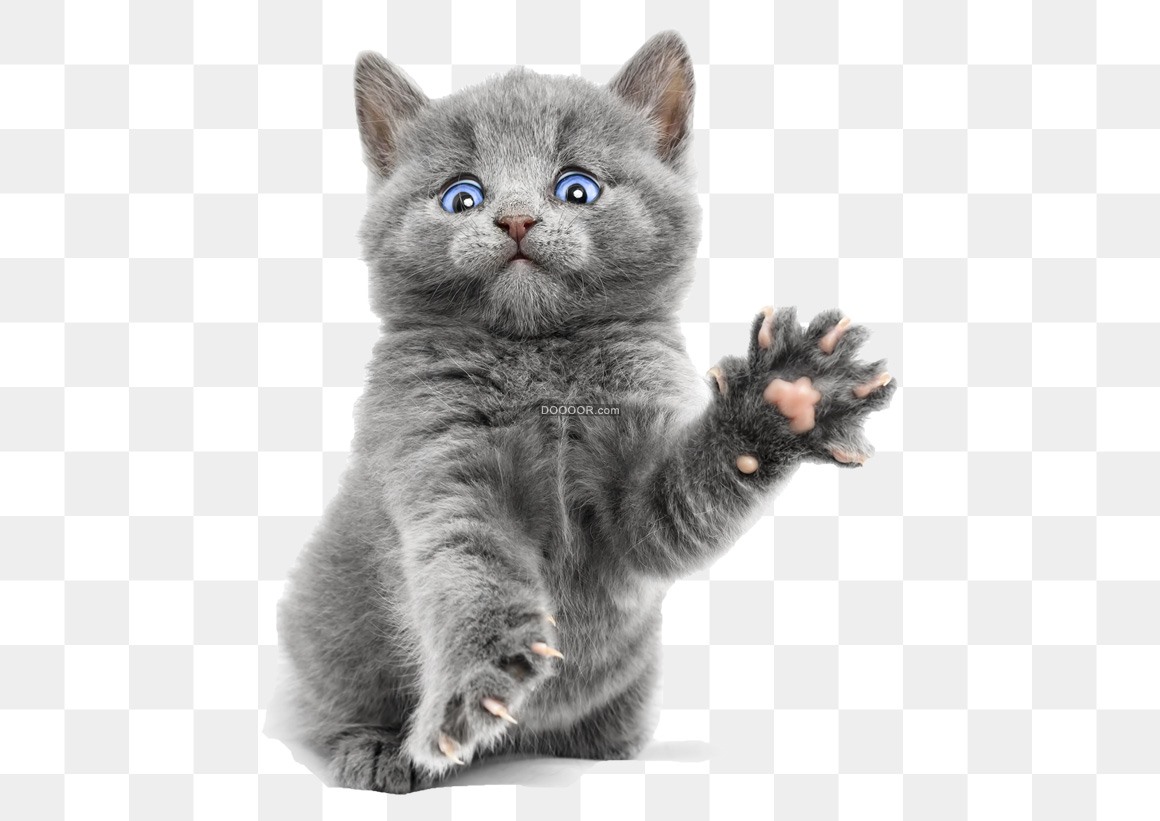 01622_一只可爱的灰色小猫挥舞着爪子免抠PNG素材.jpg