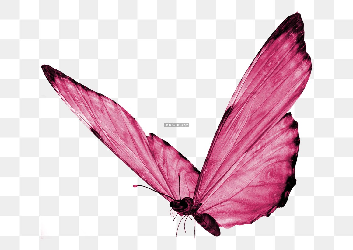 PNG Butterfly Pink - Pink Butterfly Illustration – Free Download