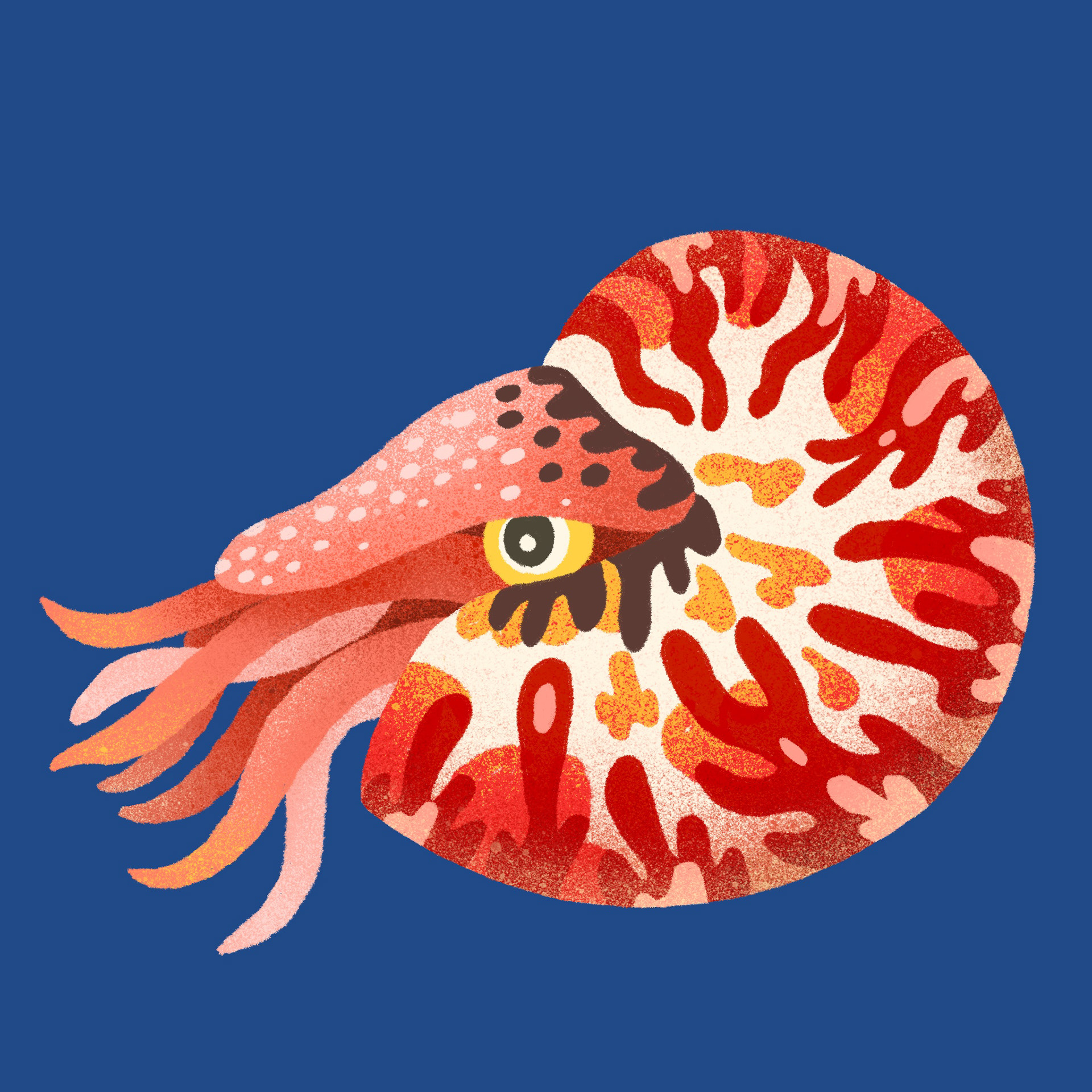 海洋生物1.jpg