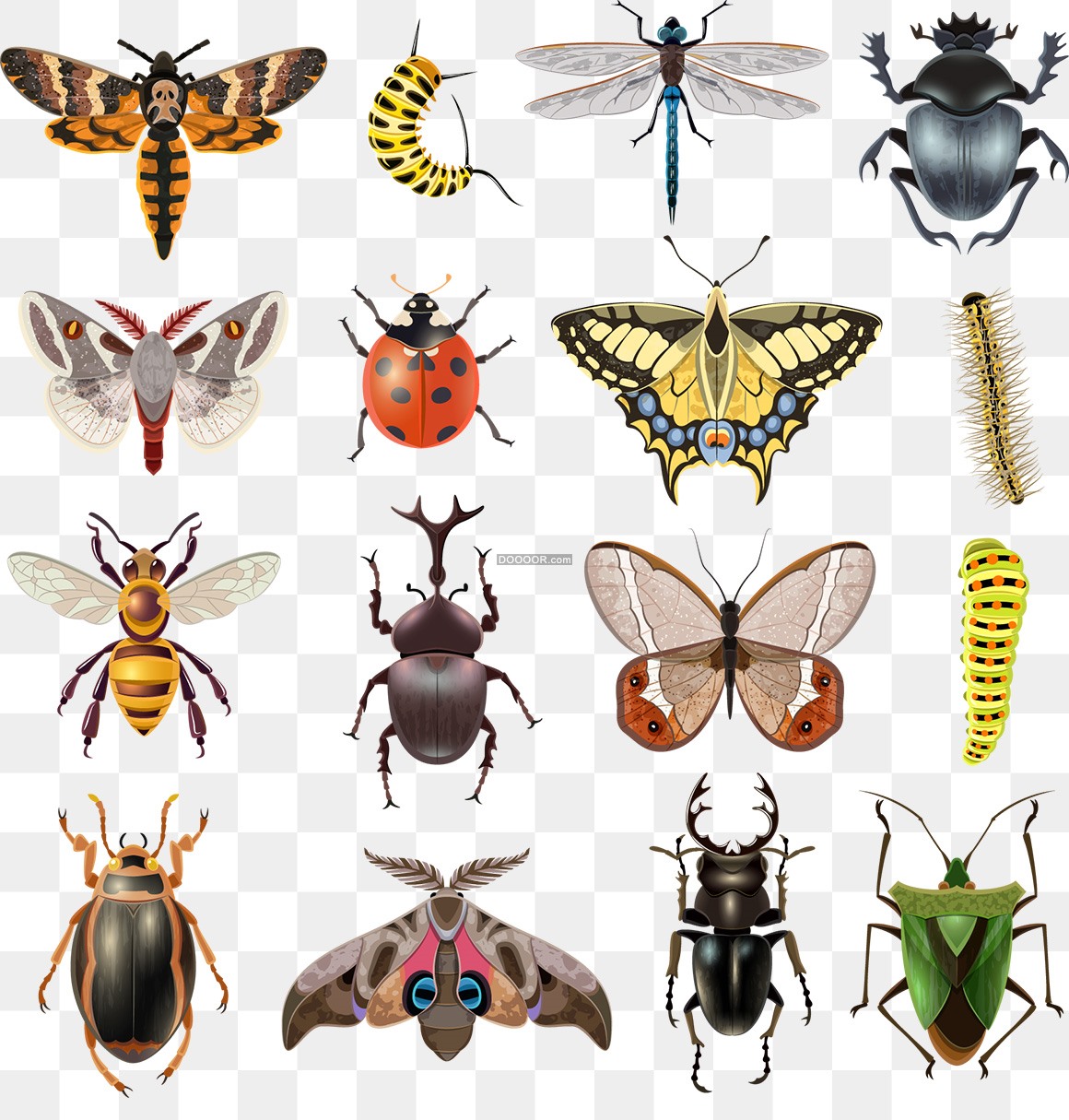 世界上最毒的虫子有哪些？世界十大最毒虫子排行榜_搜狗指南