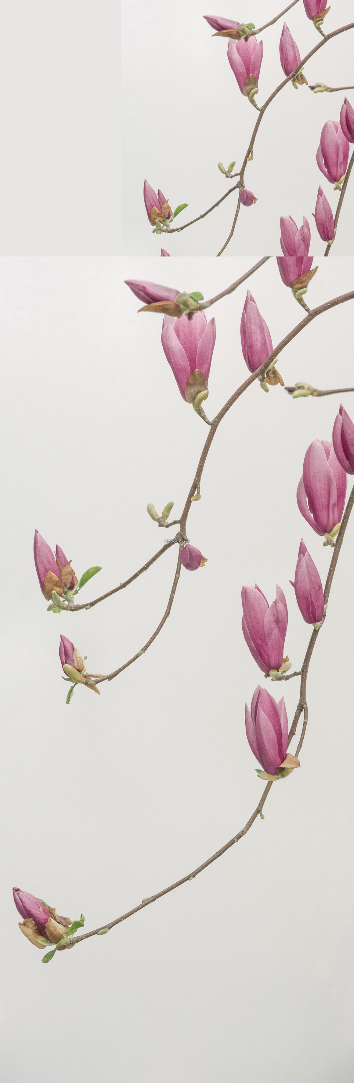中国风水彩画枝头绽放的粉色桃花植物素材设计 超清单图 手机版 Powered By Discuz