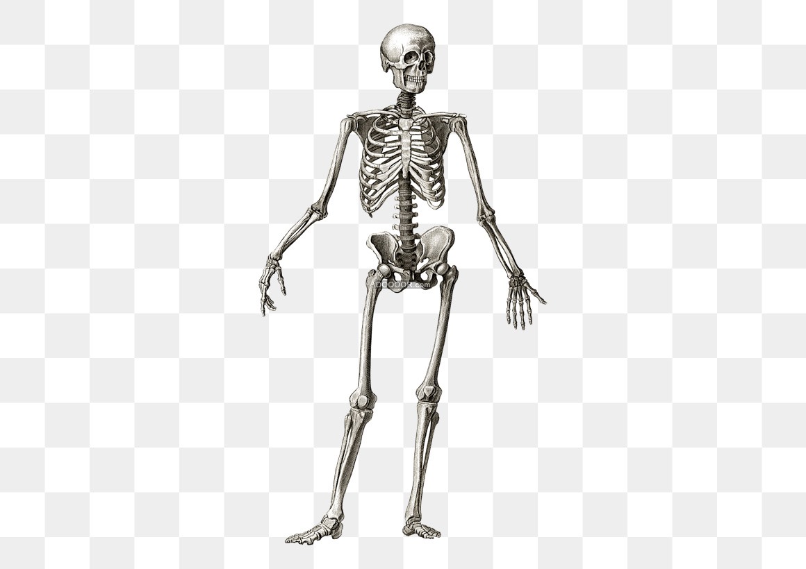 标准人体骨骼 骷髅 场景素材 骨质结构 医用教学模型 医学骨头 头骨 骨骼标本-cg模型免费下载-CG99