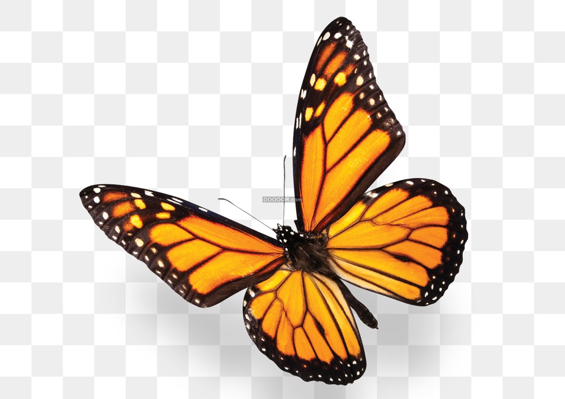 一只绚丽多彩的蝴蝶翩翩起舞透明PNG素材