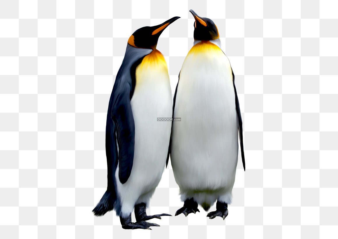 两只企鹅-动物高清壁纸预览 | 10wallpaper.com