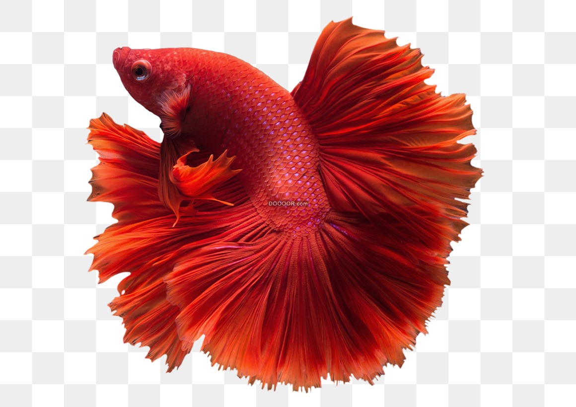 Meryem Uzerli: Top 10 List of Most Beautiful Aquarium Fish
