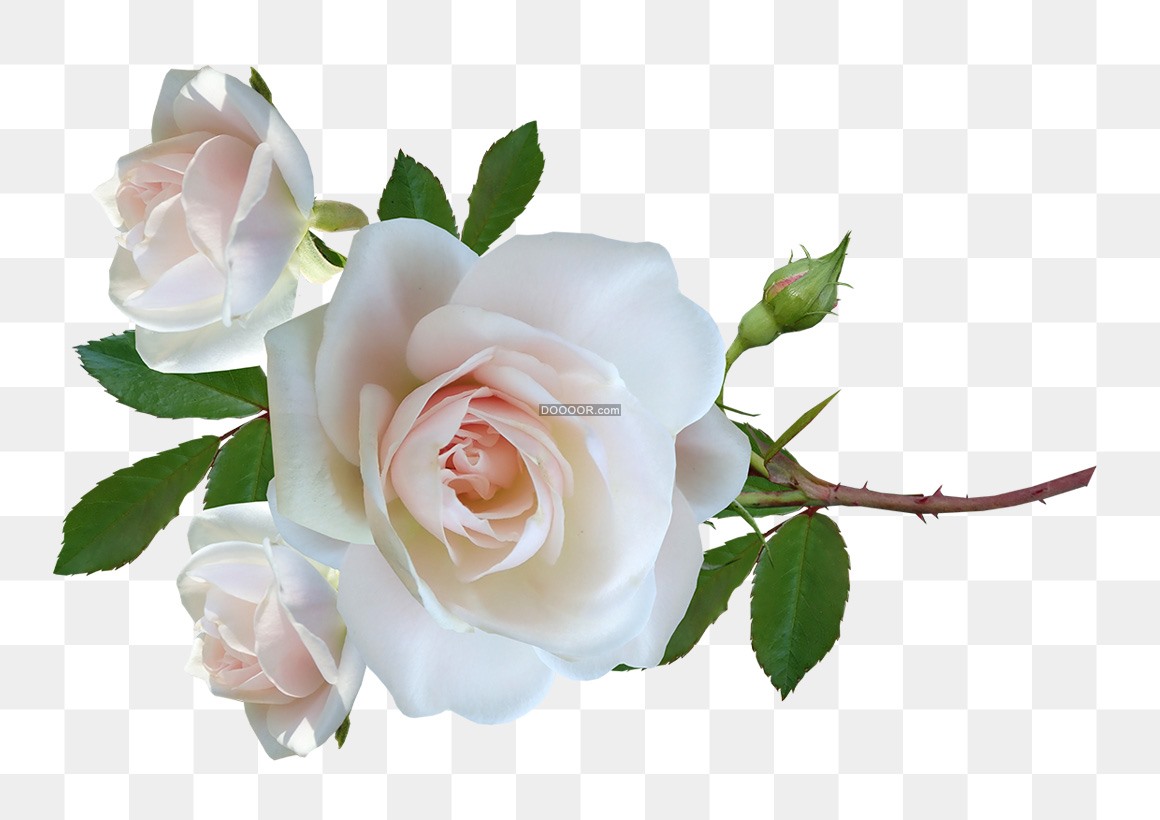 02187_一只淡粉色的玫瑰花自然清新免抠PNG素材.jpg