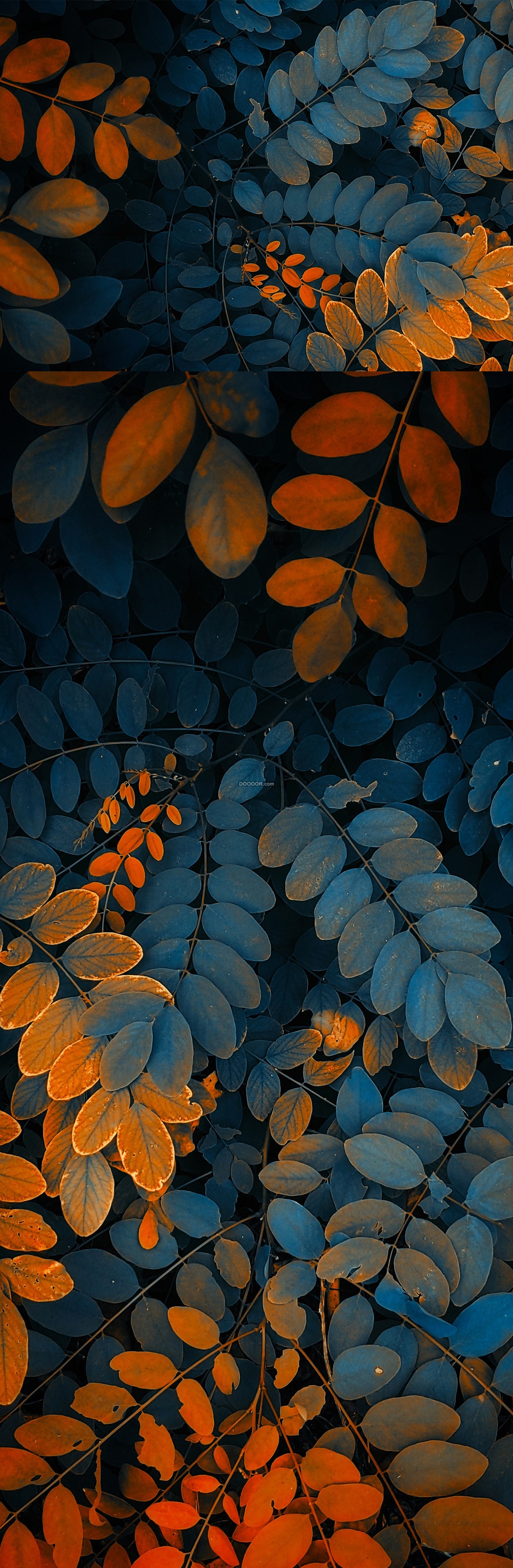 05314_绿色于红色的枫叶交相呼应植物素材设计.jpg