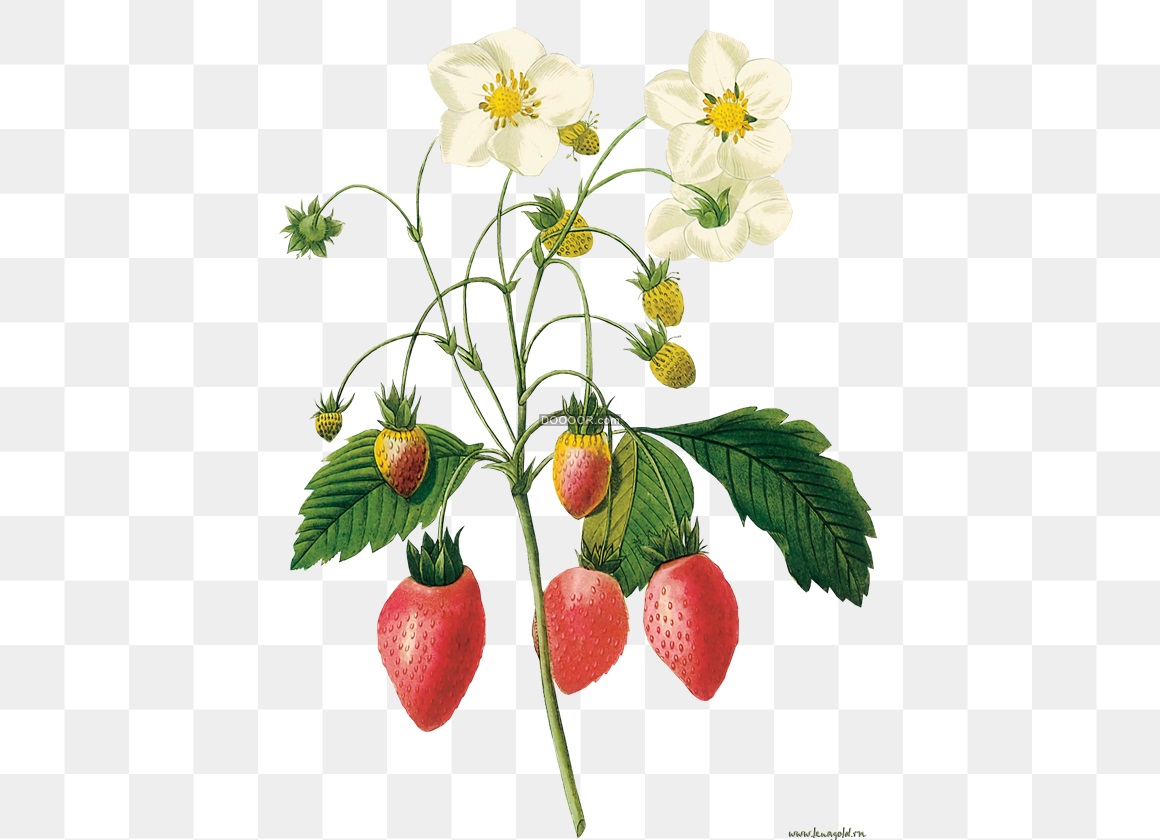 02324_红色的草莓开着白色的花瓣高清PNG素材.jpg