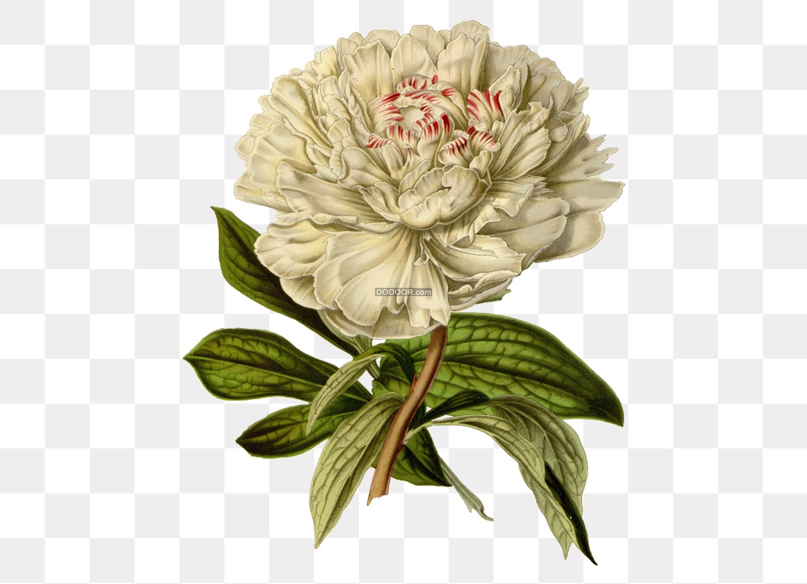 02327_一株白色的菊花花瓣上点缀着淡淡的粉色高清PNG素材.jpg